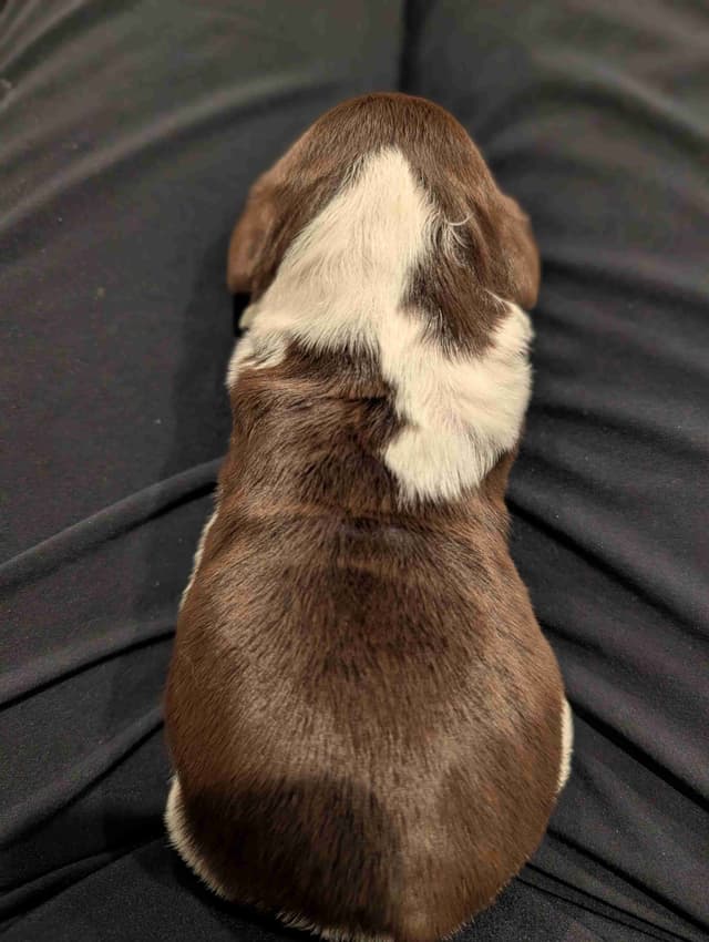 English Springer Spaniel Puppies media 10