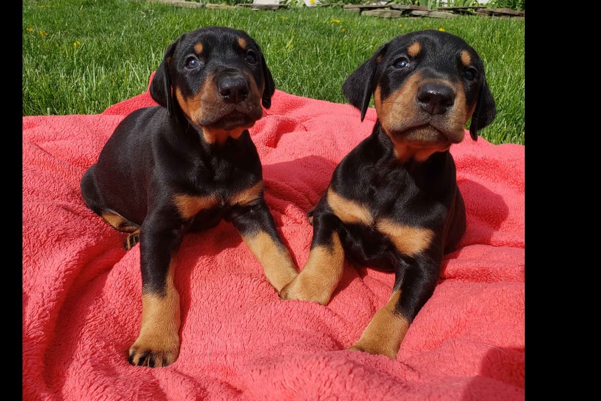 Doberman Pinscher Puppies breeder image 1