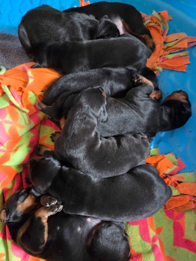 Doberman Pinscher Puppies media 2