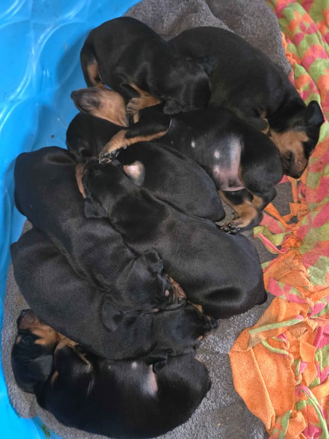 Doberman Pinscher Puppies media 3