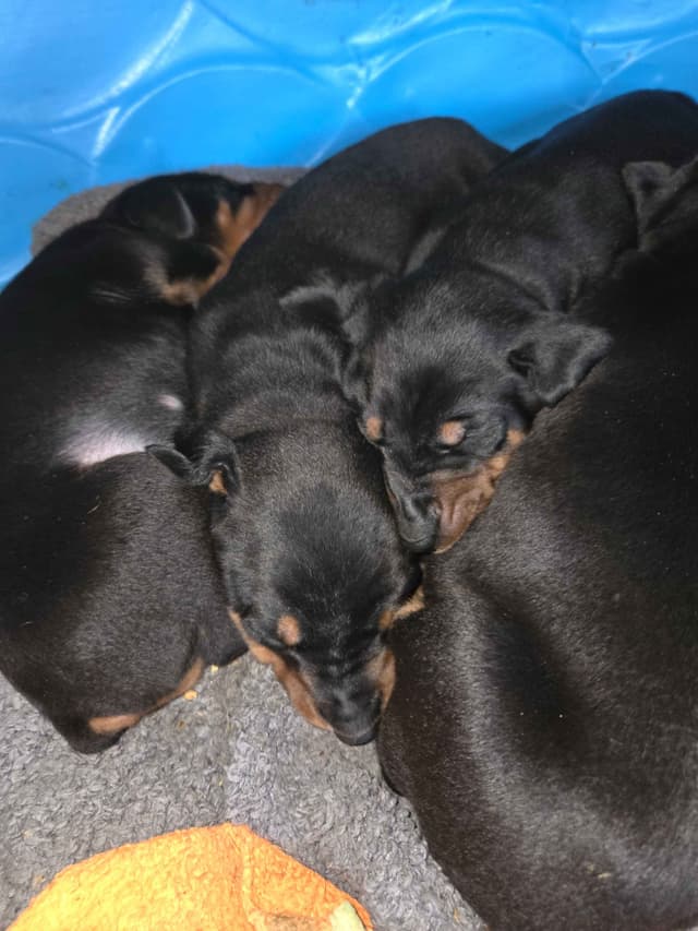 Doberman Pinscher Puppies media 4