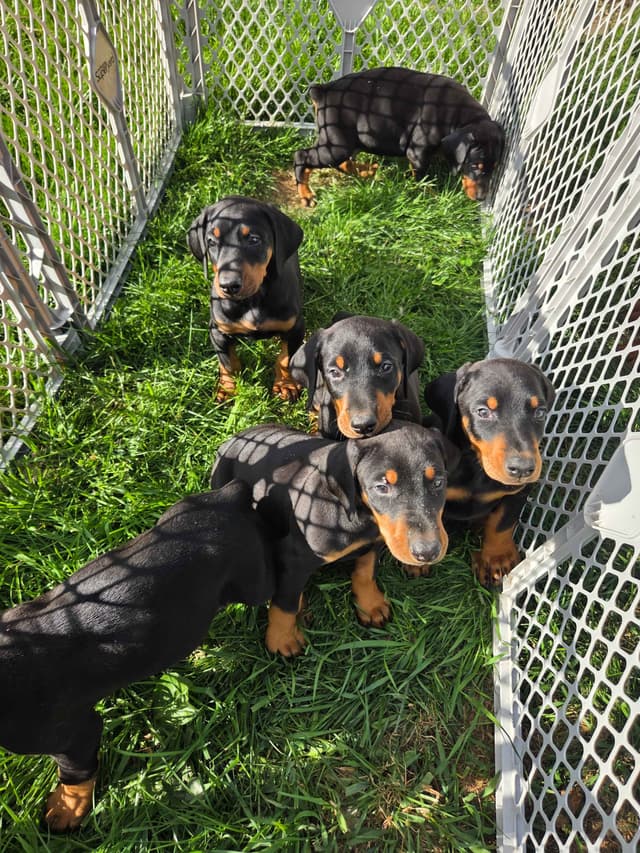 Doberman Pinscher Puppies media 5