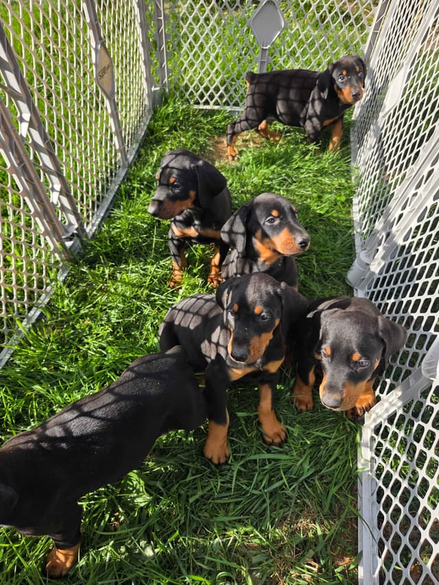 Doberman Pinscher Puppies media 6