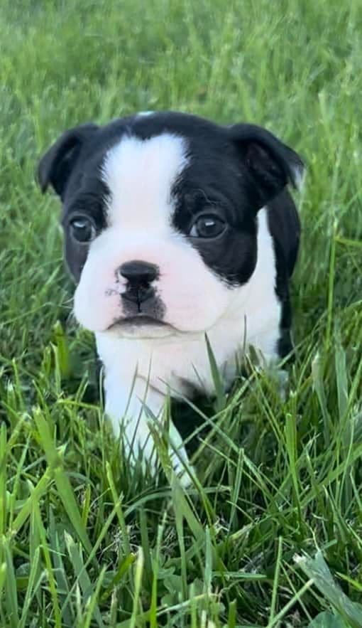 Boston Terrier Puppies breeder image 3