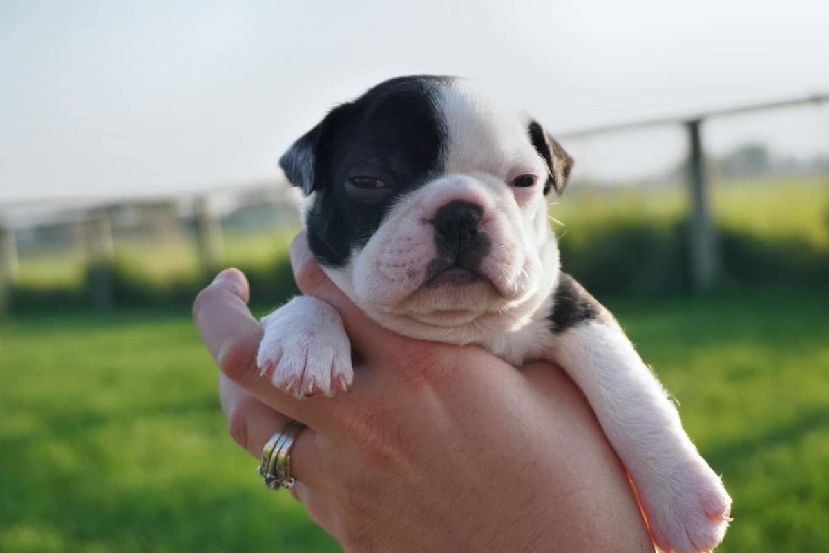 Boston Terrier Puppies breeder image 4