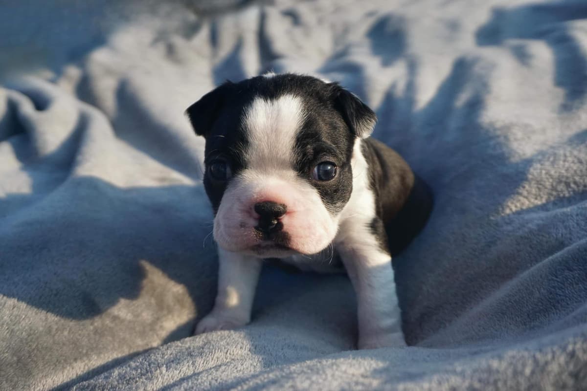 Boston Terrier Puppies breeder image 6