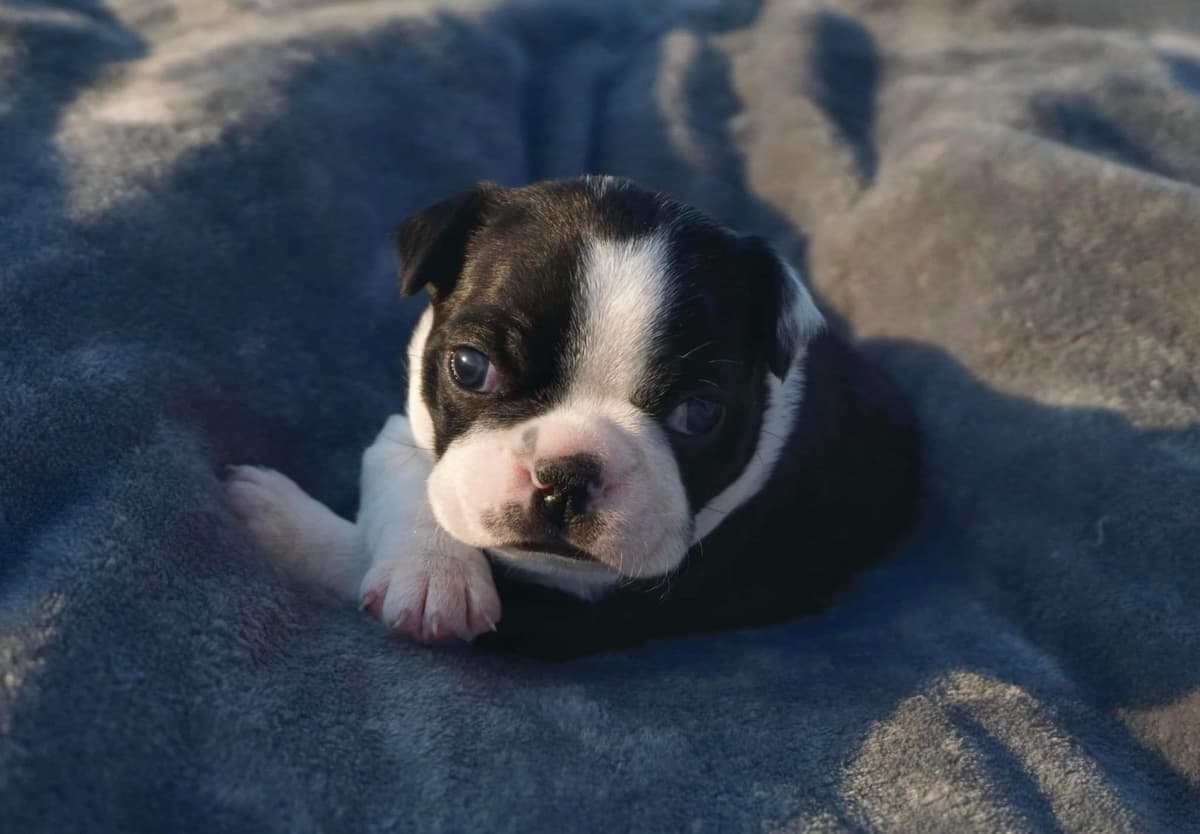 Boston Terrier Puppies breeder image 7