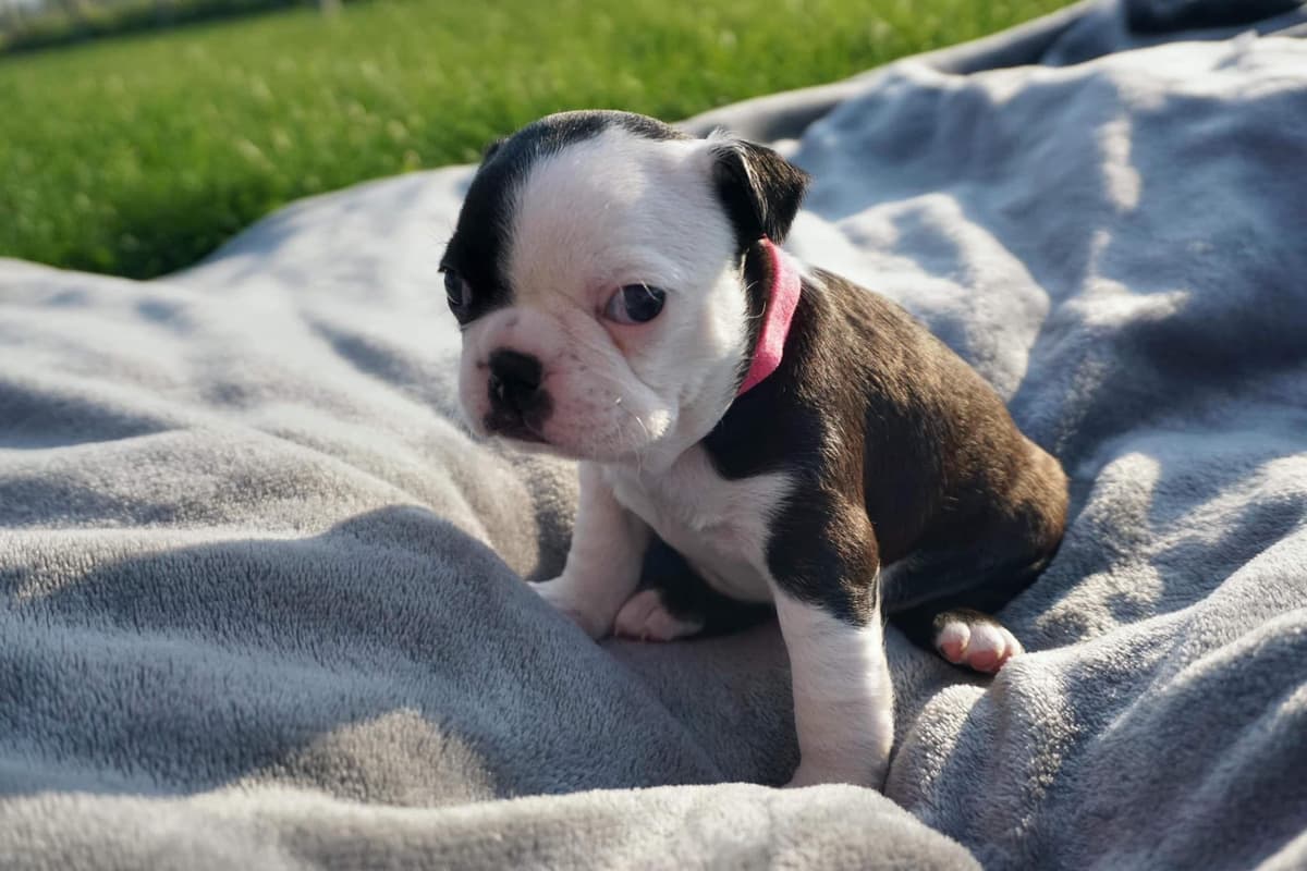 Boston Terrier Puppies breeder image 10