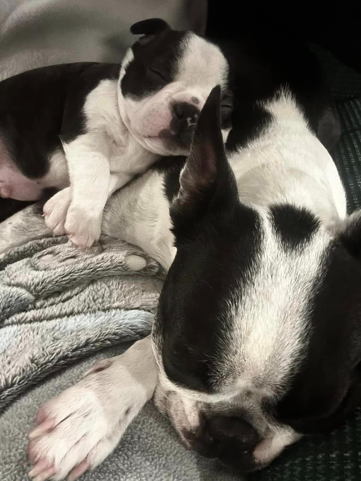 Boston Terrier Puppies breeder image 11