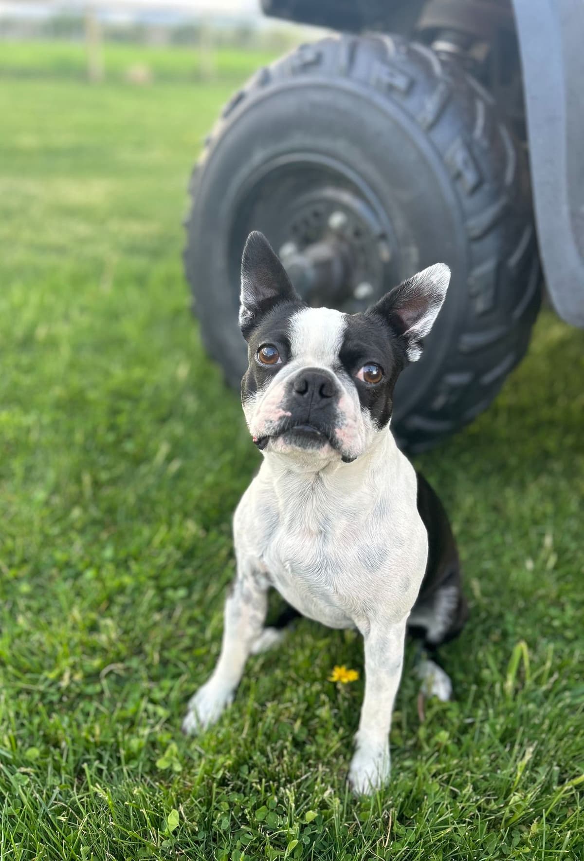 Boston Terrier Puppies breeder image 12