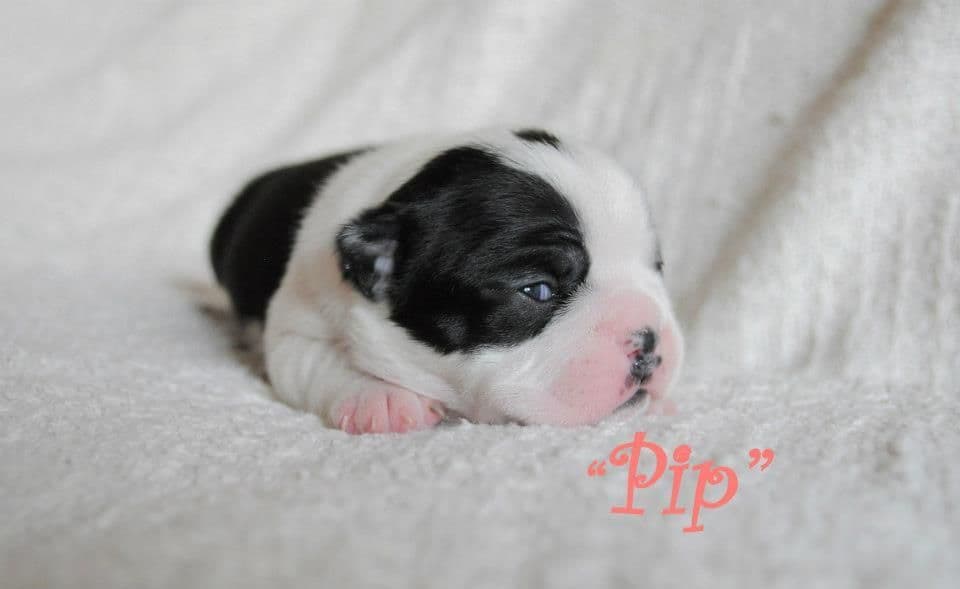 Boston Terrier Puppies breeder image 13