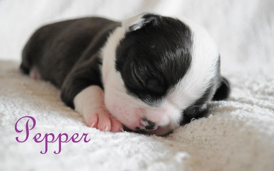 Boston Terrier Puppies breeder image 15