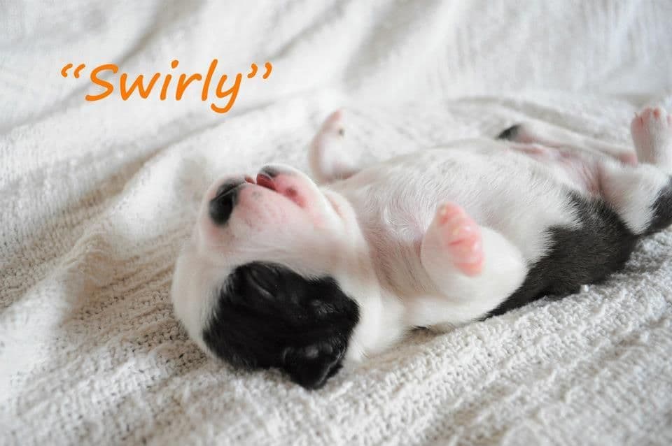 Boston Terrier Puppies breeder image 16