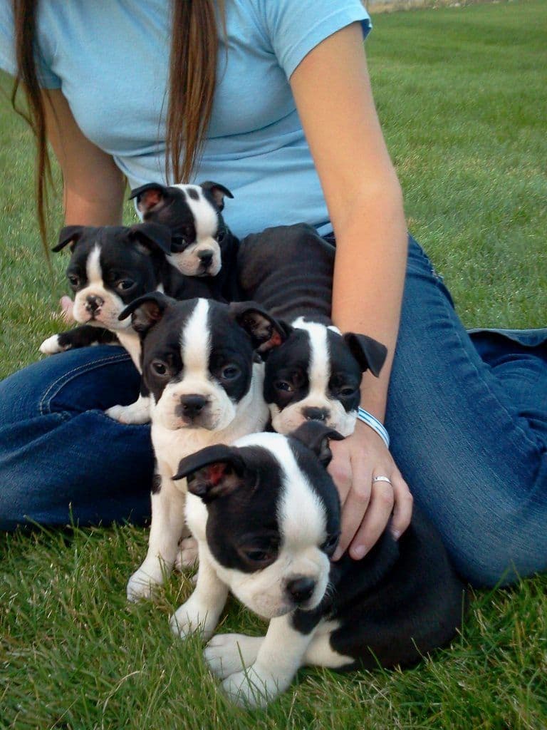 Boston Terrier Puppies breeder image 1