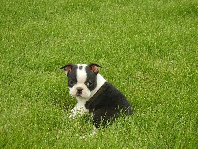 Boston Terrier Puppies breeder image 19