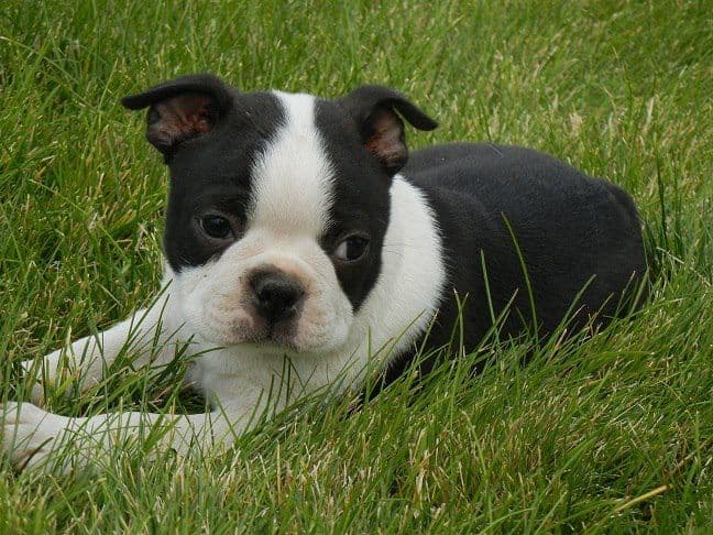 Boston Terrier Puppies breeder image 17