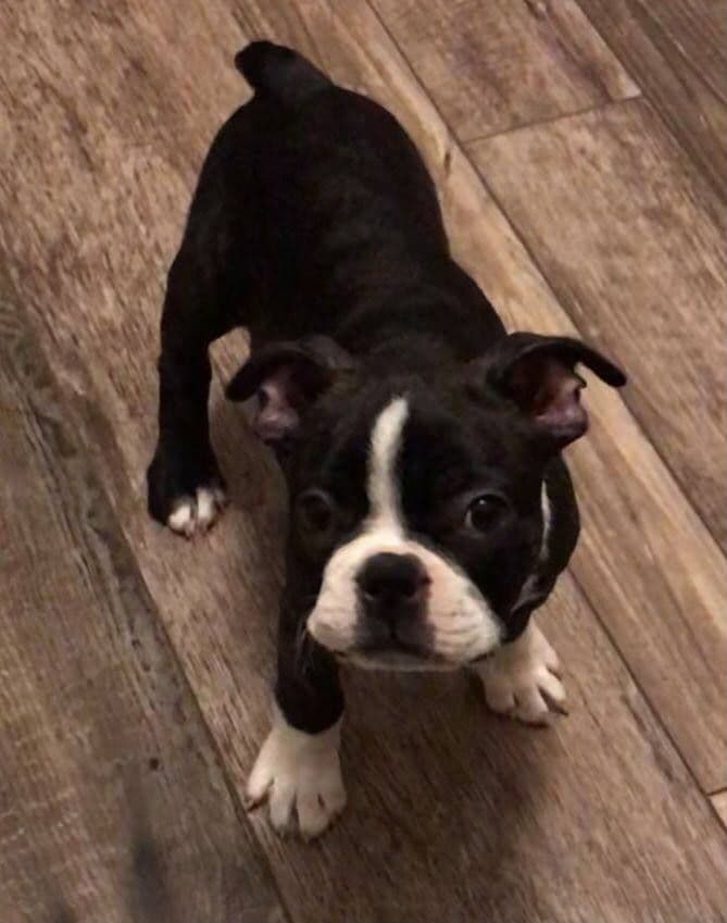 Boston Terrier Puppies breeder image 20