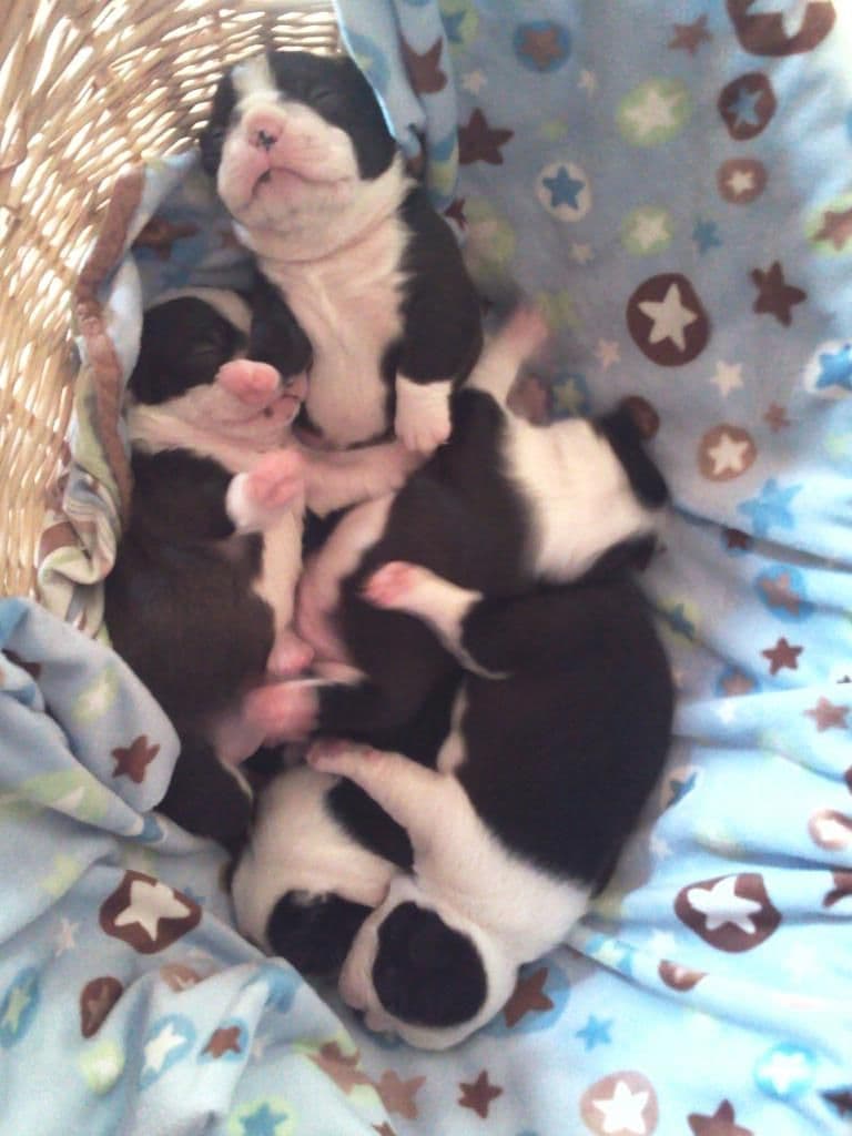 Boston Terrier Puppies breeder image 21