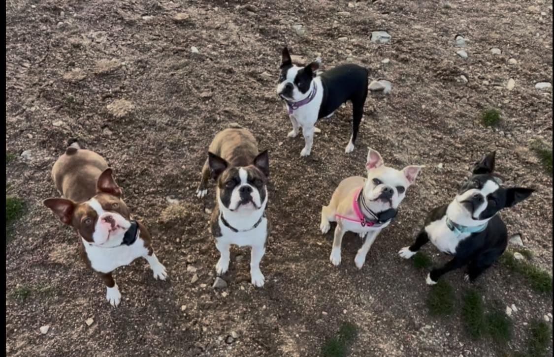 Boston Terrier Puppies breeder image 24