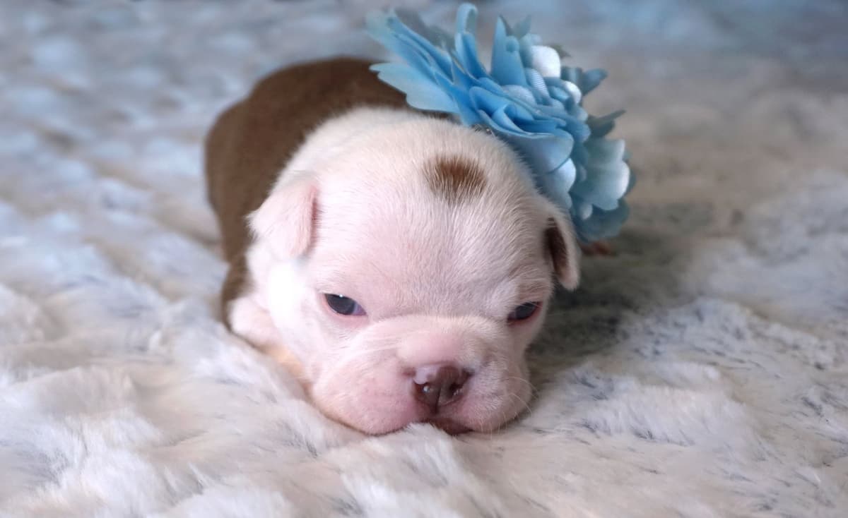 Boston Terrier Puppies breeder image 25