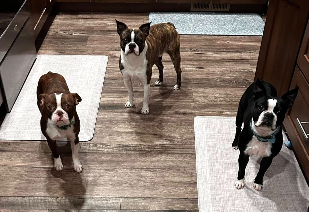 Boston Terrier Puppies breeder image 30
