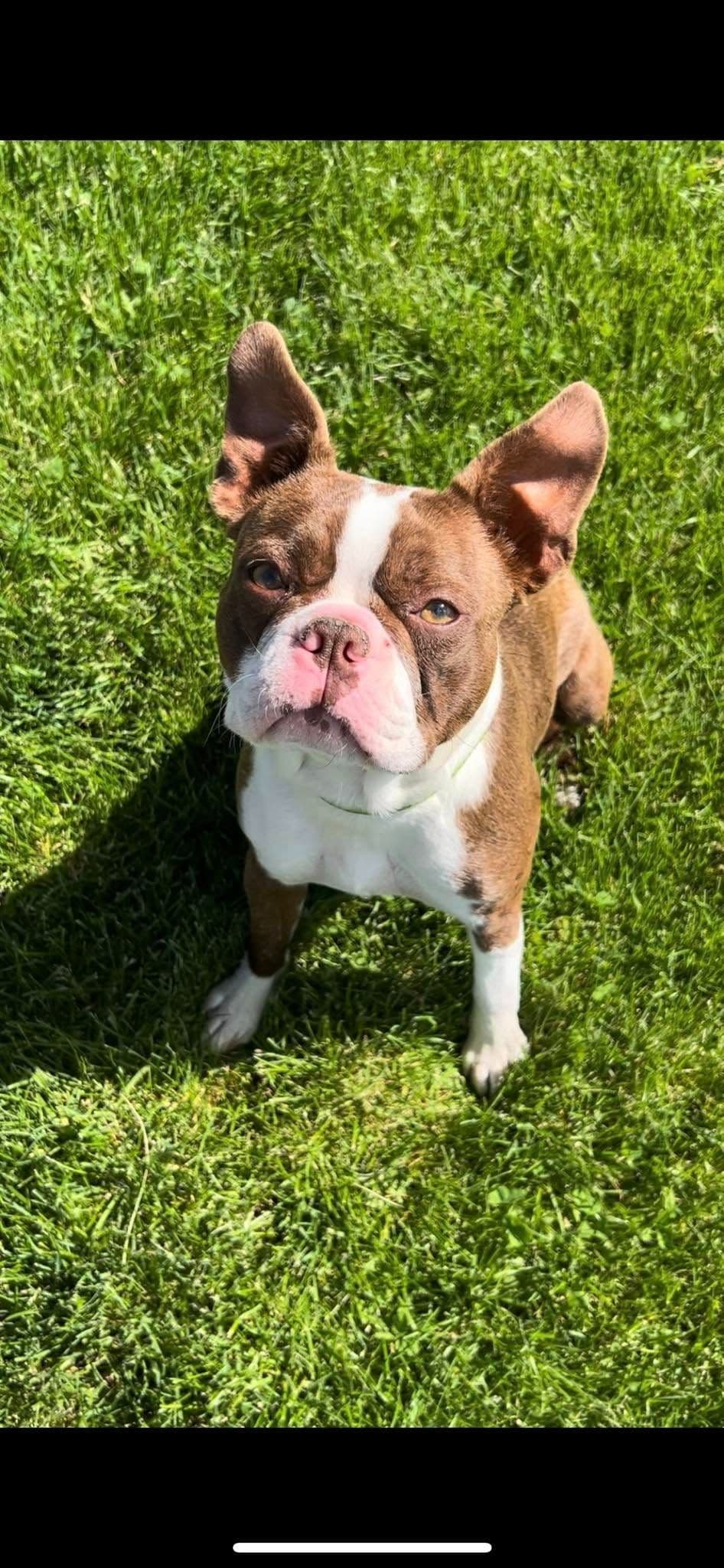 Boston Terrier Puppies breeder image 29