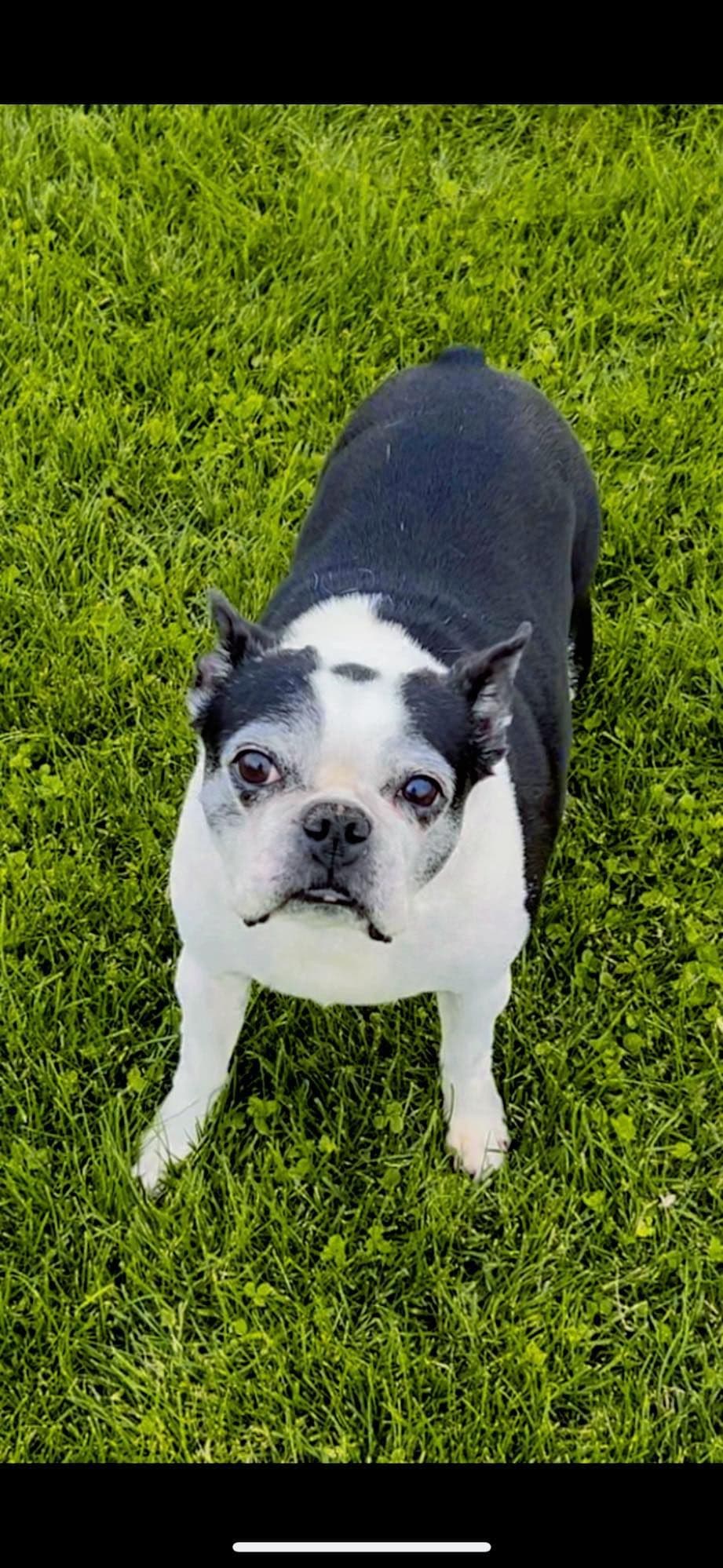 Boston Terrier Puppies breeder image 31
