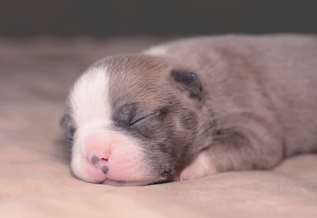 Colored Boston Terrier Puppies media 3