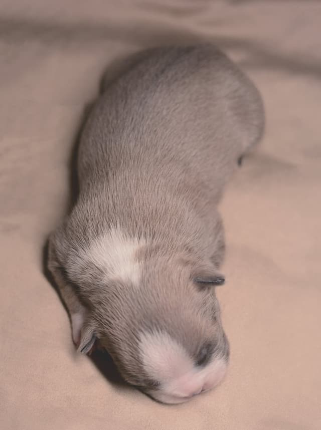 Colored Boston Terrier Puppies media 4