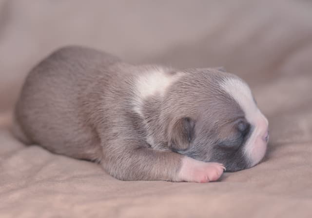 Colored Boston Terrier Puppies media 6