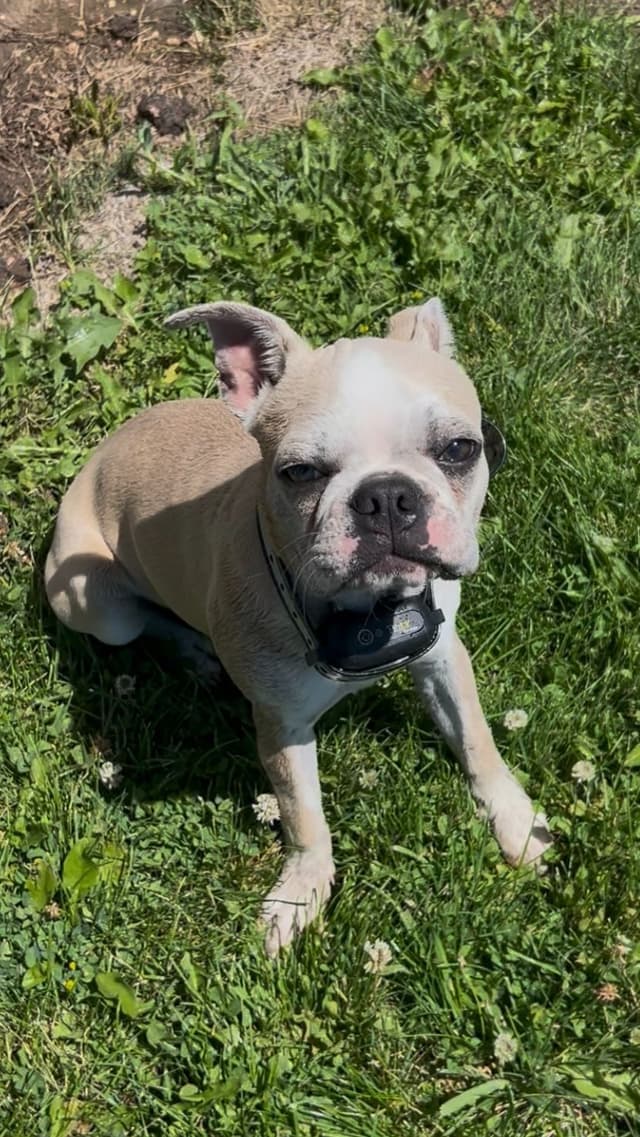 Colored Boston Terrier Puppies media 7