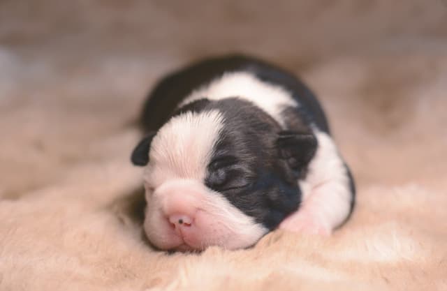 Boston Terrier Puppies media 2