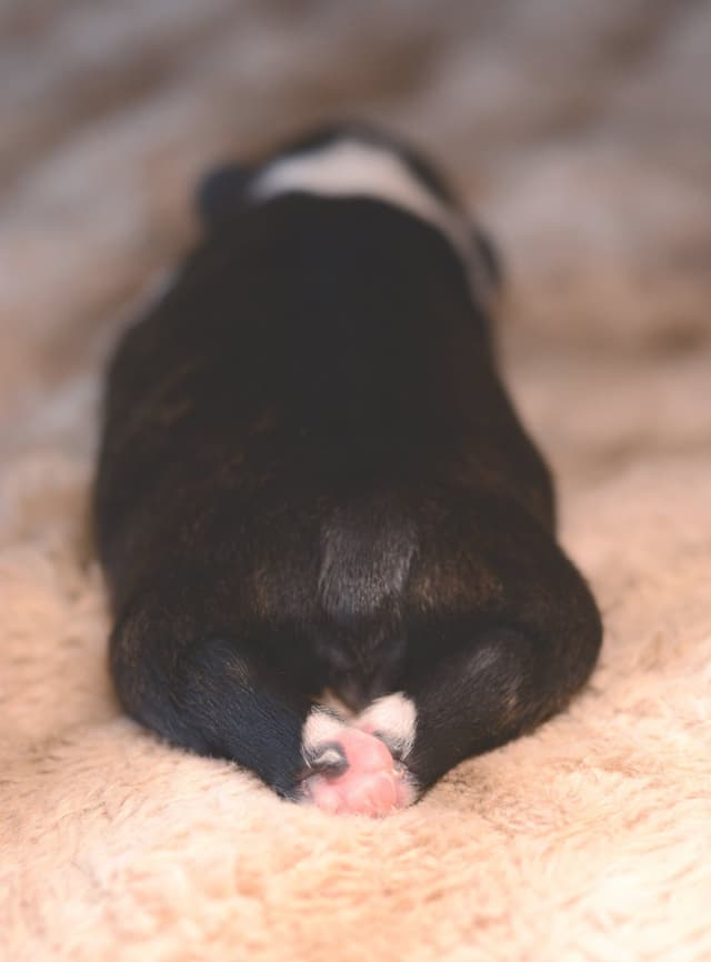 Boston Terrier Puppies media 3