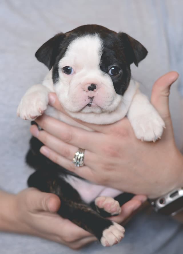 Boston Terrier Puppies media 4