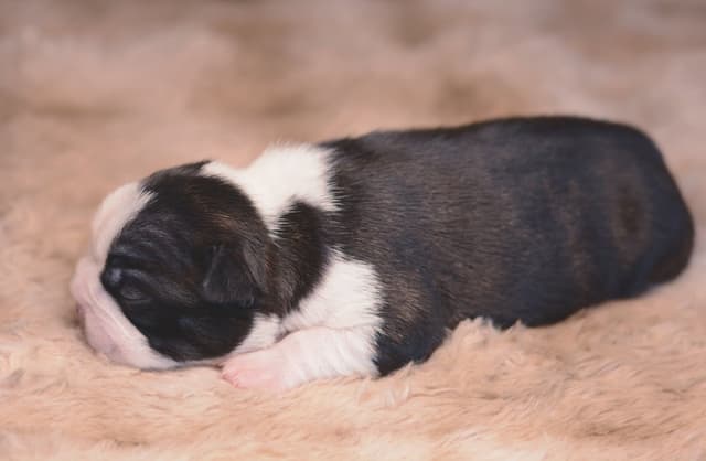 Boston Terrier Puppies media 5