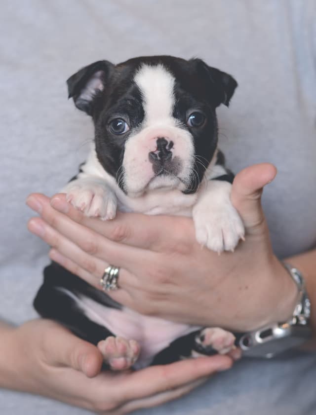 Boston Terrier Puppies media 6