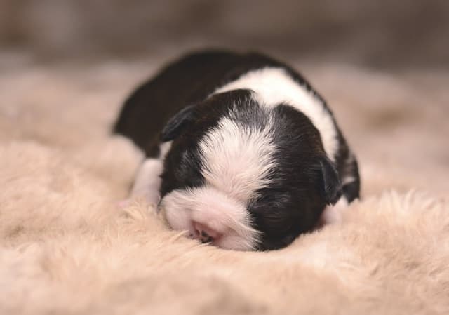 Boston Terrier Puppies media 7