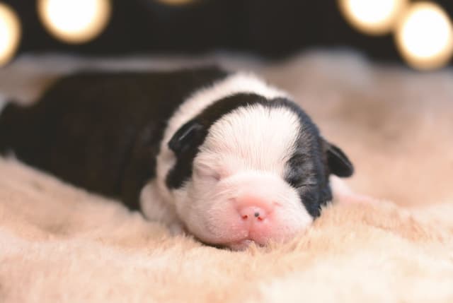 Boston Terrier Puppies media 8