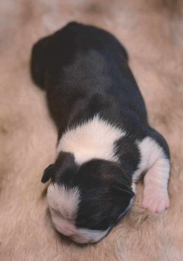 Boston Terrier Puppies media 9