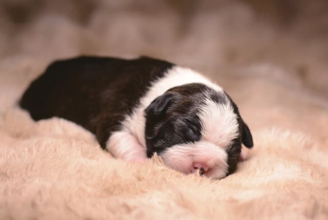 Boston Terrier Puppies media 10