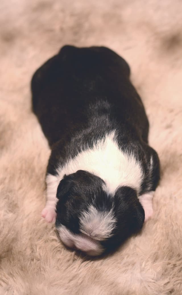 Boston Terrier Puppies media 11
