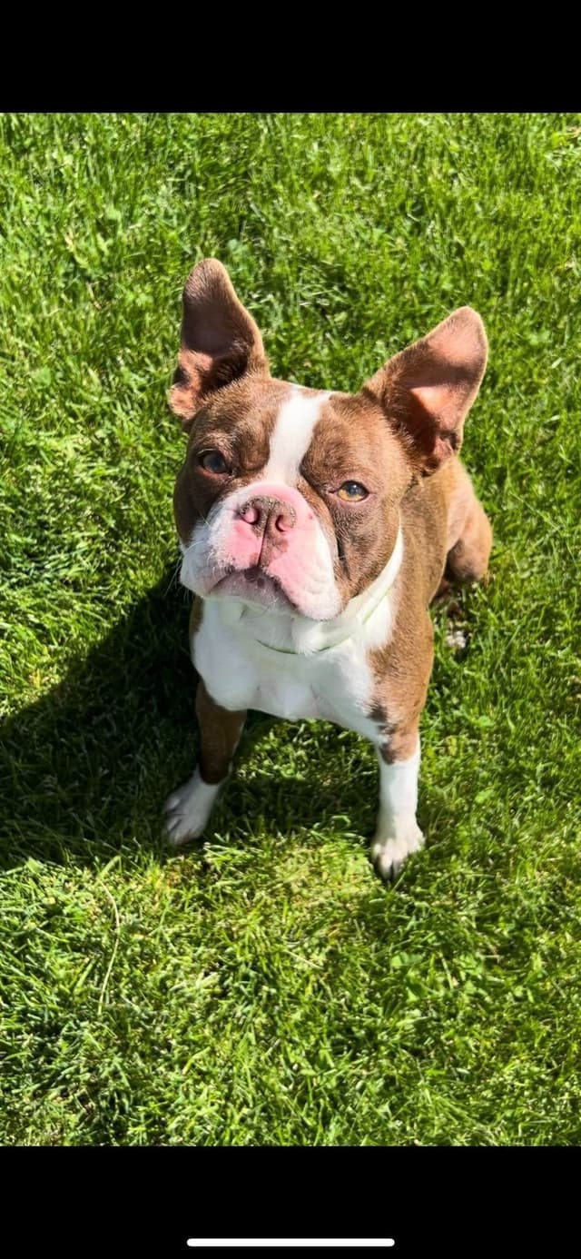 Boston Terrier Puppies media 12