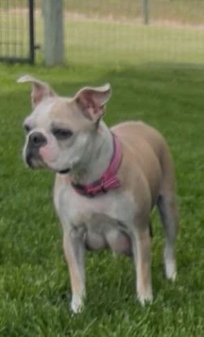 Colored Boston Terrier Puppies media 8