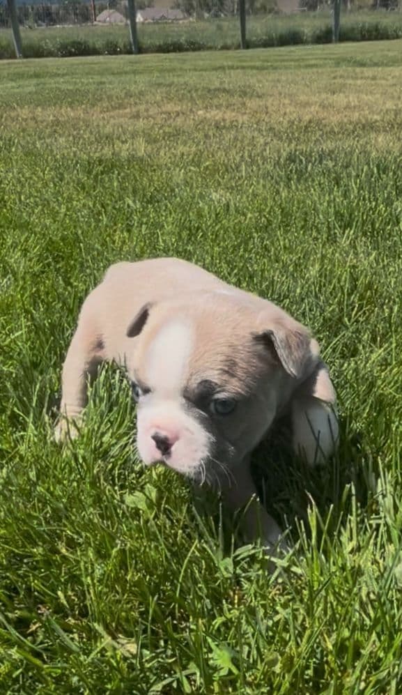 Colored Boston Terrier Puppies media 9