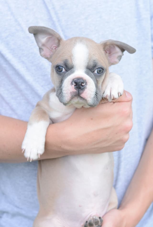 Colored Boston Terrier Puppies media 11