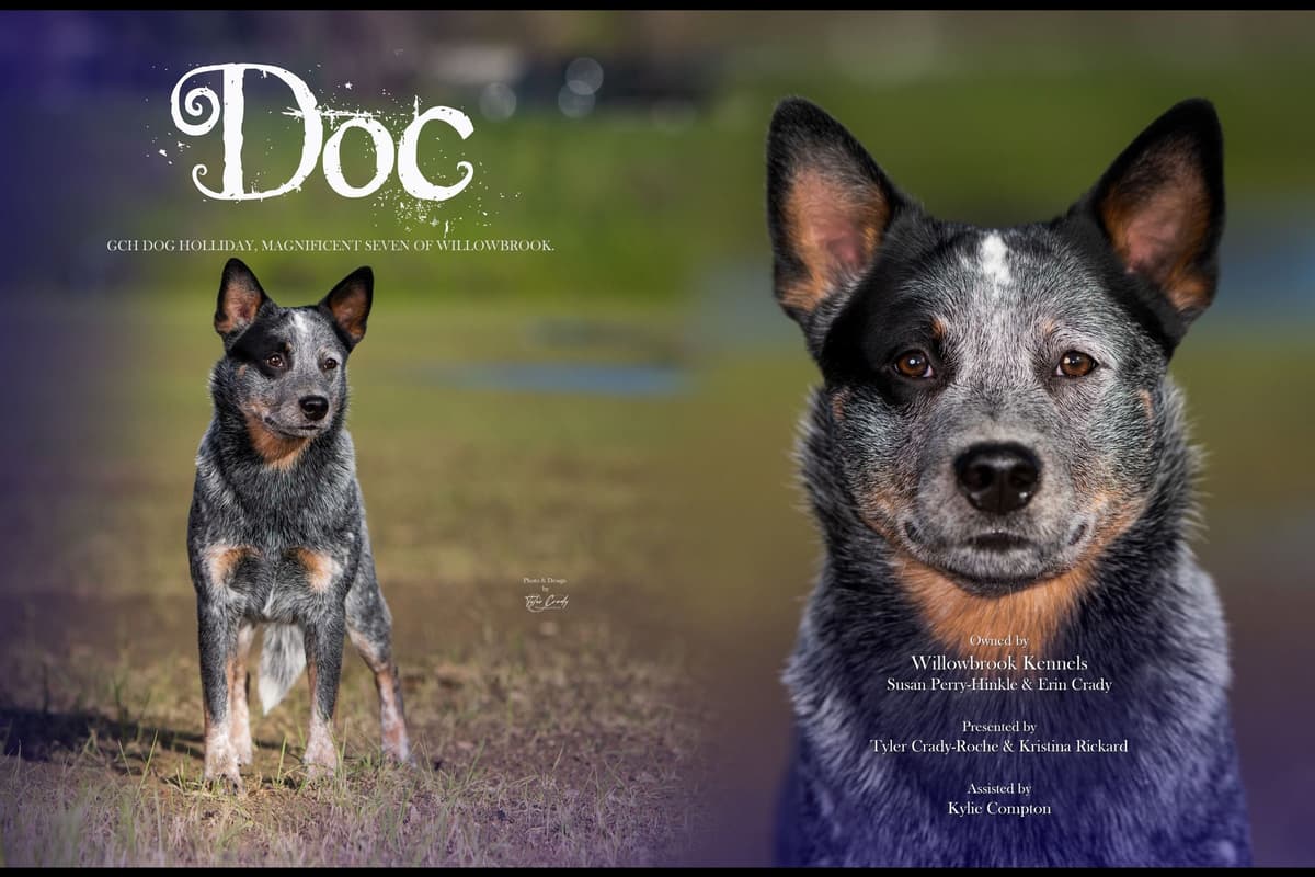 Australian Cattle Dog Puppies breeder image 1