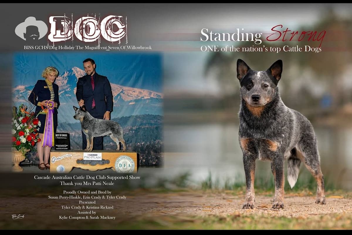 Australian Cattle Dog Puppies breeder image 2