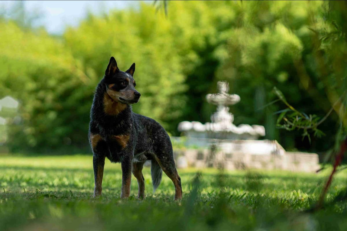 Australian Cattle Dog Puppies breeder image 3