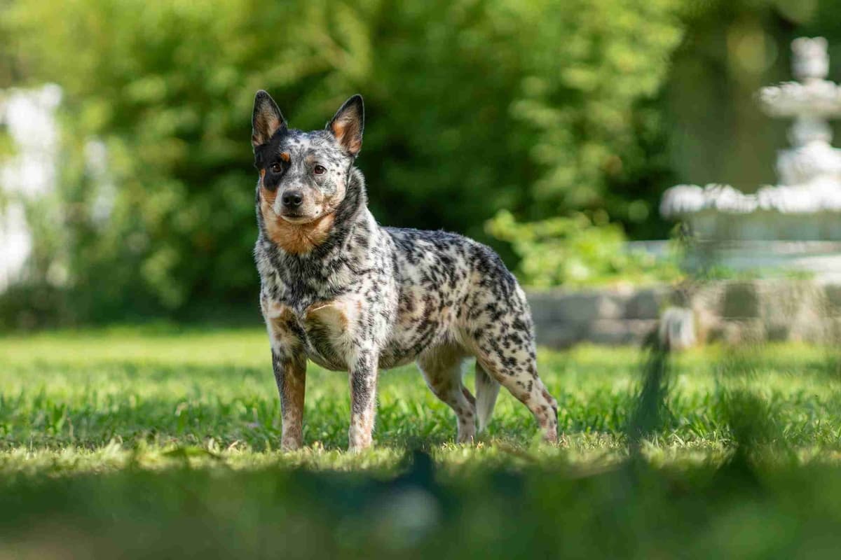 Australian Cattle Dog Puppies breeder image 4