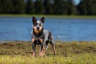 Australian Cattle Dog Puppies breeder image 5
